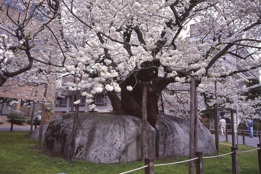 石割桜