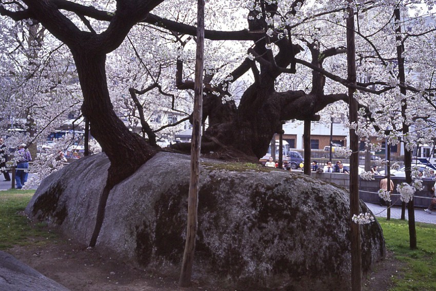 石割桜（盛岡）ishiwarizakura (morioka) 2